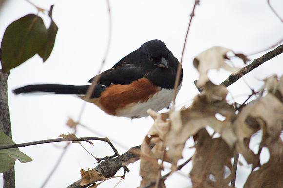 Towhee