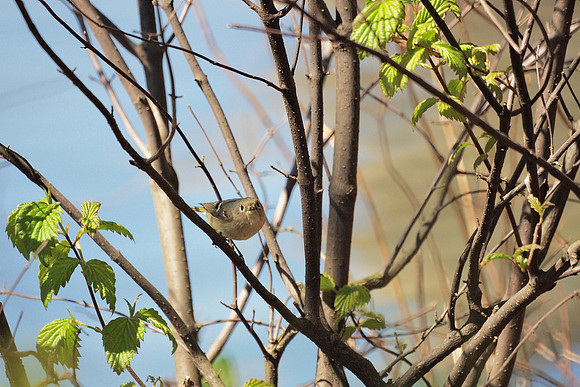 Ruby-Crowned Kinglet, Central Park