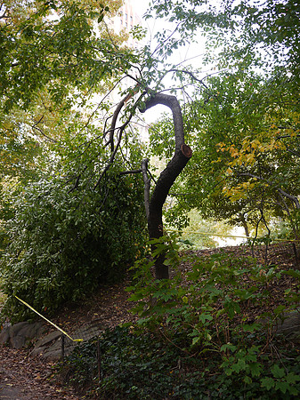 Central Park, 2011 windstorm damage