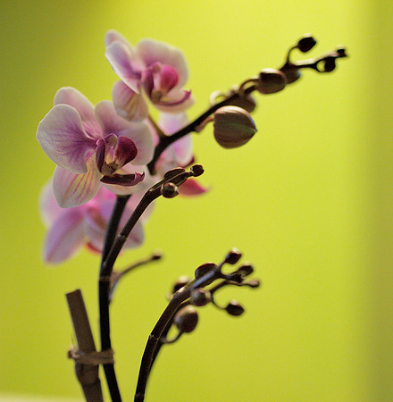 Phalaenopsis