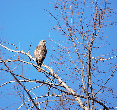 Juvenile Red-Tailed Hawk, Central Park