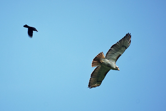 Hawk chased by grackle, Central Park