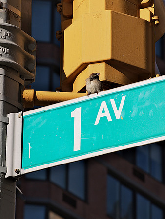 King of First Avenue