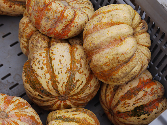 Squash, St. Stephen of Hungary greenmarket