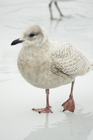 Iceland Gull, Central Park Lake