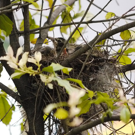 Robins in nest, Central Park