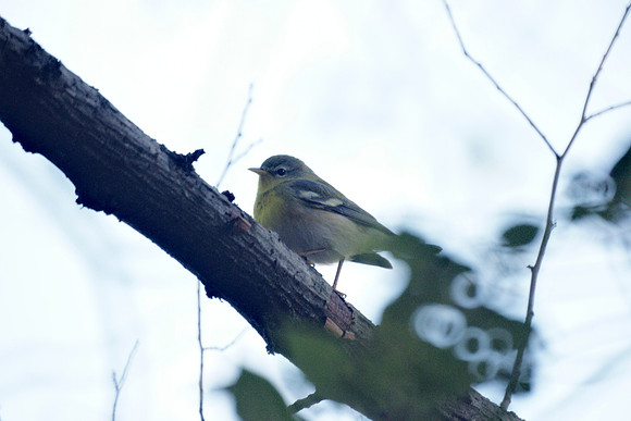 Northern Parula, Central Park