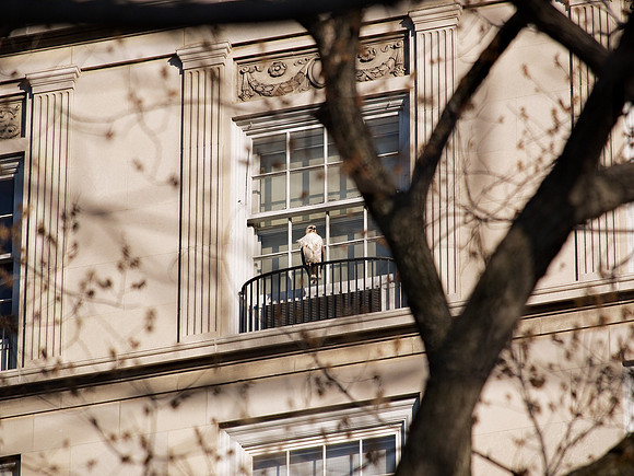 Red-Tailed Hawk, Fifth Avenue