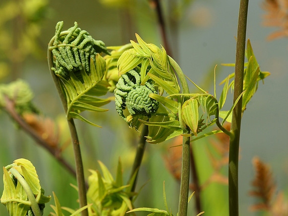 Royal Ferns, Brooklyn Botanic Garden