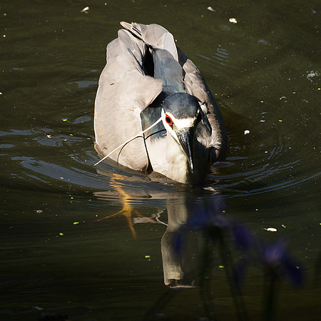 Black-crowned Night Heron, Turtle Pond