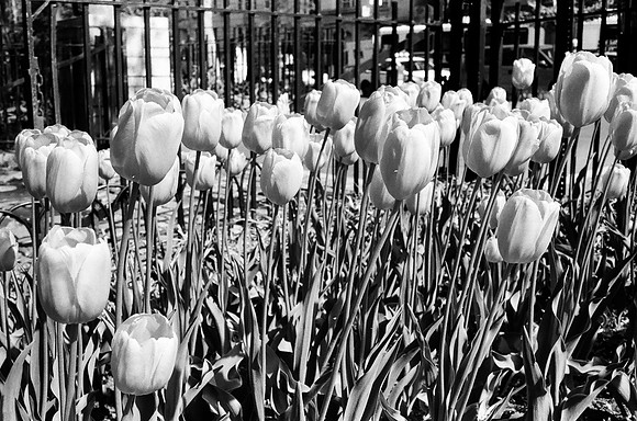 Tulips, Theodore Roosevelt Park