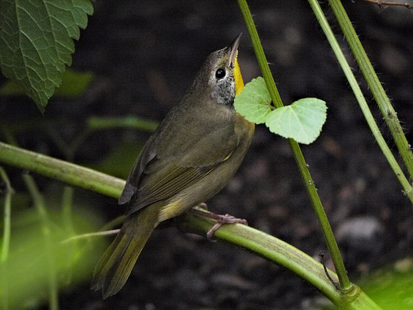 Common Yellowthroat, Bryant Park