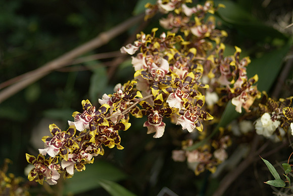 Colmanara Wildcat "Green Valley"