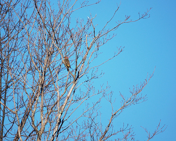Northern Flicker, Prattsville NY