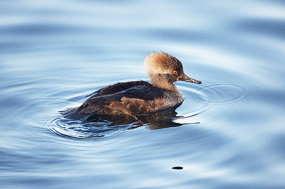 Hooded Merganser, Central Park Reservoir