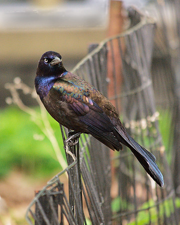 Grackle, Central Park