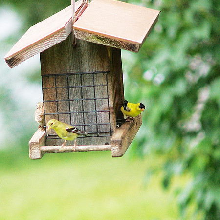 Goldfinches at Traveler Books