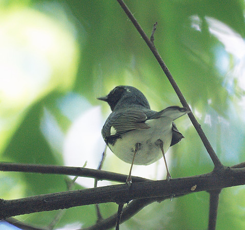 Black-Throated Blue warbler