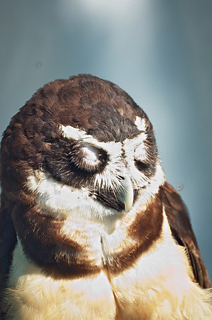 Bashful