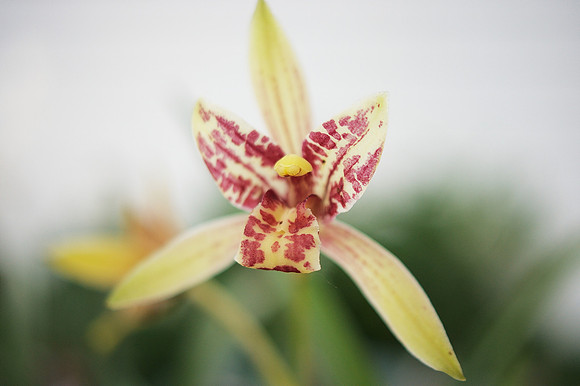 Cymbidium Orchid