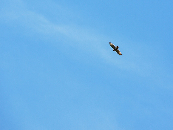 Red-Tailed Hawk, East Hampton