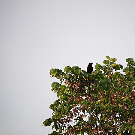 rectilinear blackbird