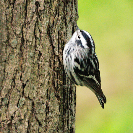 Black and White Warbler, Central Park