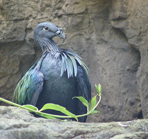 Nicobar Pigeon, Central Park Zoo
