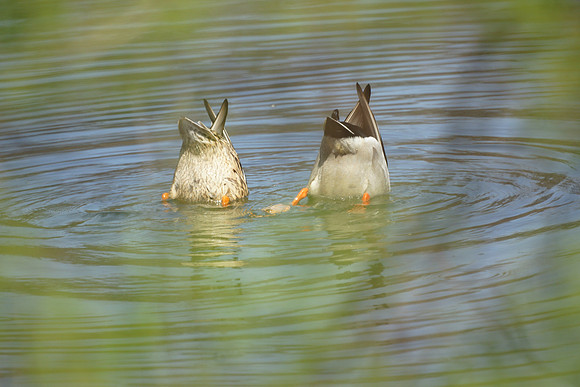 bottoms up