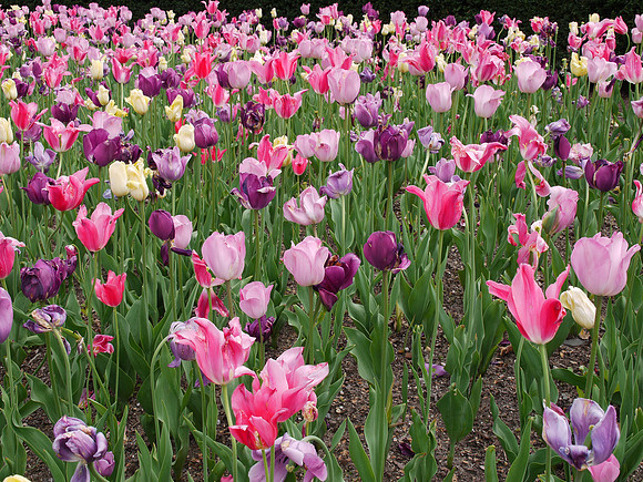 Tulips, Central Park Conservancy Garden