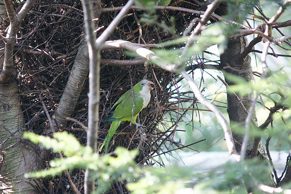 Parrot, Queens Zoo