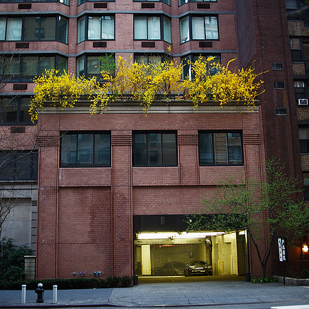 Forsythia, Garage