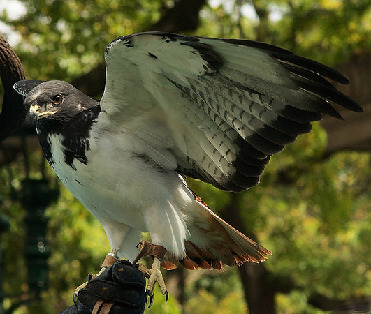 African Buzzard, wings and tail spread