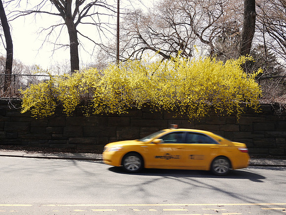 Yellow, cab