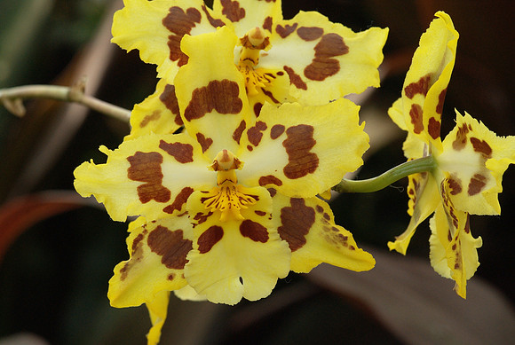Odontoglossum