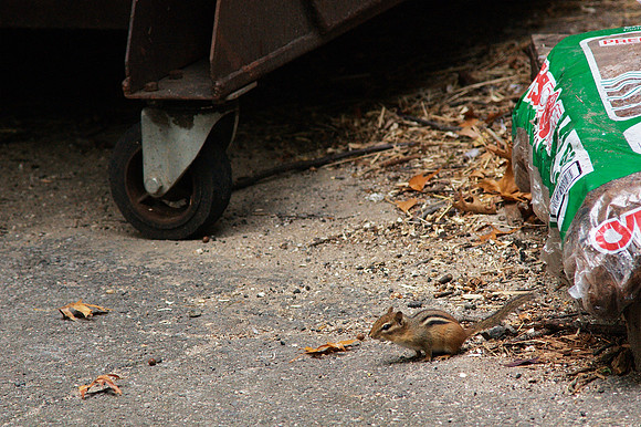 Interstitial Chipmunk