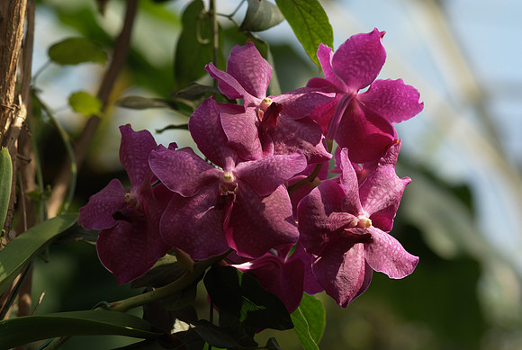 Vanda Fuchs' Delight "Cranberry"