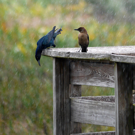 Boat-Tailed Grackle, Green Cay