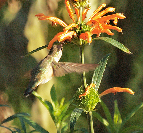 Rufous Hummingbird, Central Park Conservancy Garden