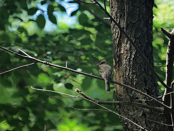 Eastern Wood Pewee, Central Park