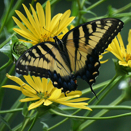 Tiger Swallowtail, Shakespeare Garden, Central Park
