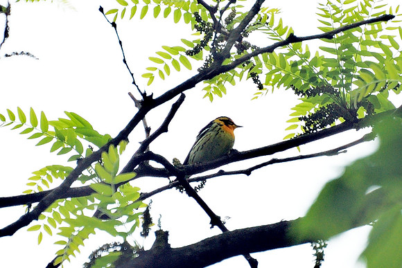 Blackburnian Warbler, Central Park