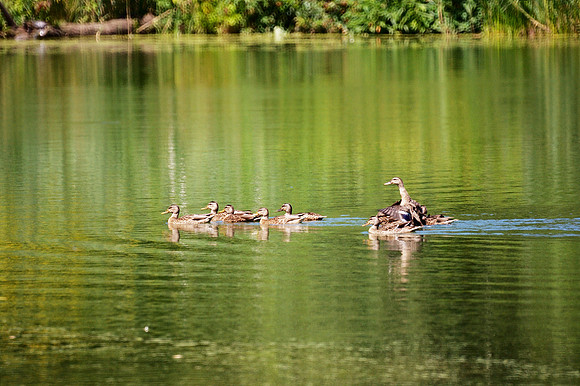 Ducks, Turtle Pond