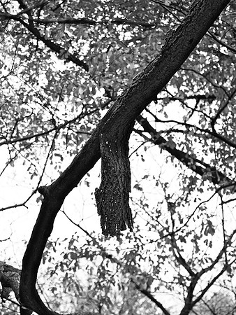 Tree Bark, Central Park