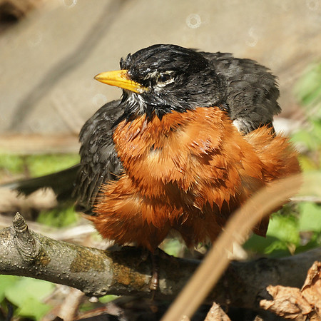 Freshly-Bathed Robin, NY Botanical Garden