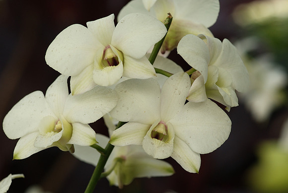 Dendrobium Burana White