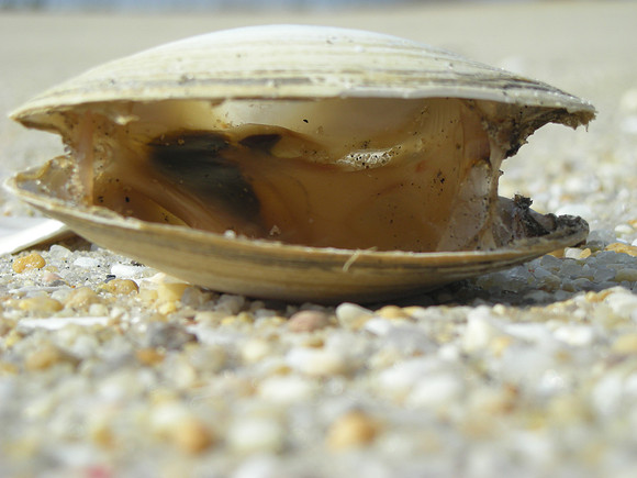 unhappy clam #3