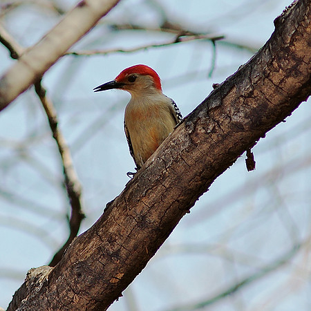 Red-Bellied Woodpecker