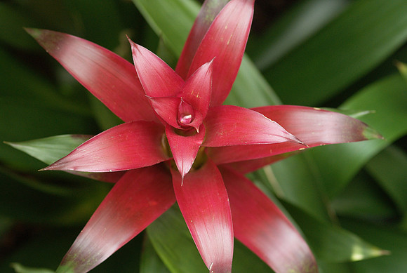 Guzmania hilda