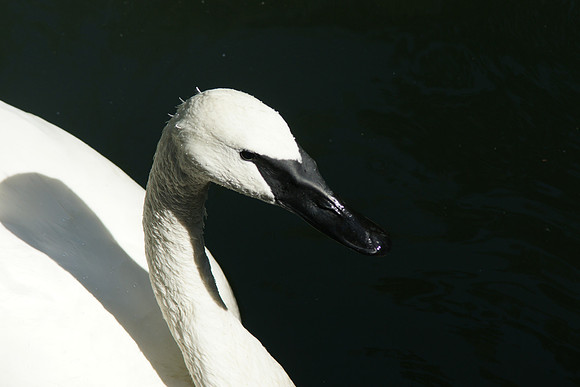 Swan, Queens Zoo